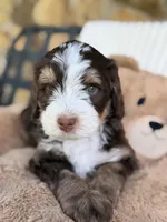 Jan, a female Bernedoodle for sale in Dillsboro, IN – 4 of 5