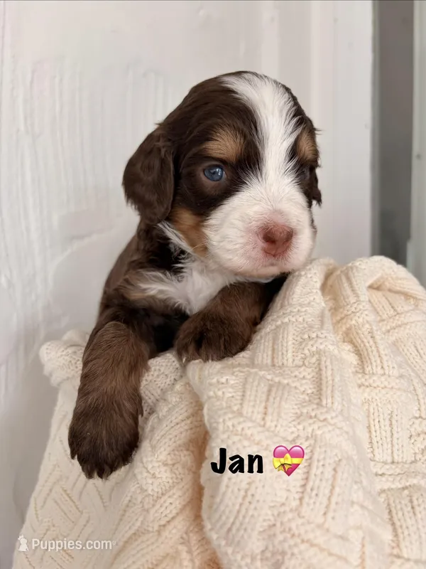 Jan – Bernedoodle puppy on hold in Dillsboro, IN