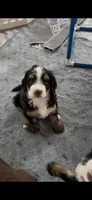 Jim Tri-Color, a male Bernedoodle for sale in Dillsboro, IN – Photo 4 of 5