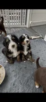 Jim Tri-Color, a male Bernedoodle for sale in Dillsboro, IN – Photo 3 of 5