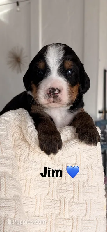 Jim – Bernedoodle puppy for sale in Dillsboro, IN