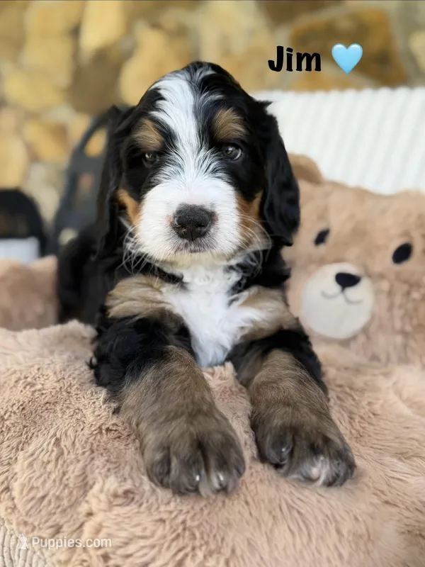 Jim Tri-Color – Bernedoodle puppy for sale in Dillsboro, IN