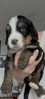 Jim Tri-Color, a male Bernedoodle for sale in Dillsboro, IN – Photo 1 of 5