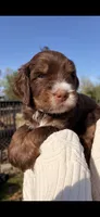 Oscar Choc Tri, a male Bernedoodle for sale in Dillsboro, IN – Photo 2 of 5
