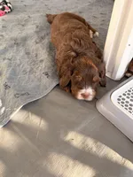 Oscar Choc Tri, a male Bernedoodle for sale in Dillsboro, IN – Photo 4 of 5