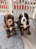 Oscar Choc Tri, a male Bernedoodle for sale in Dillsboro, IN – Photo 3 of 5