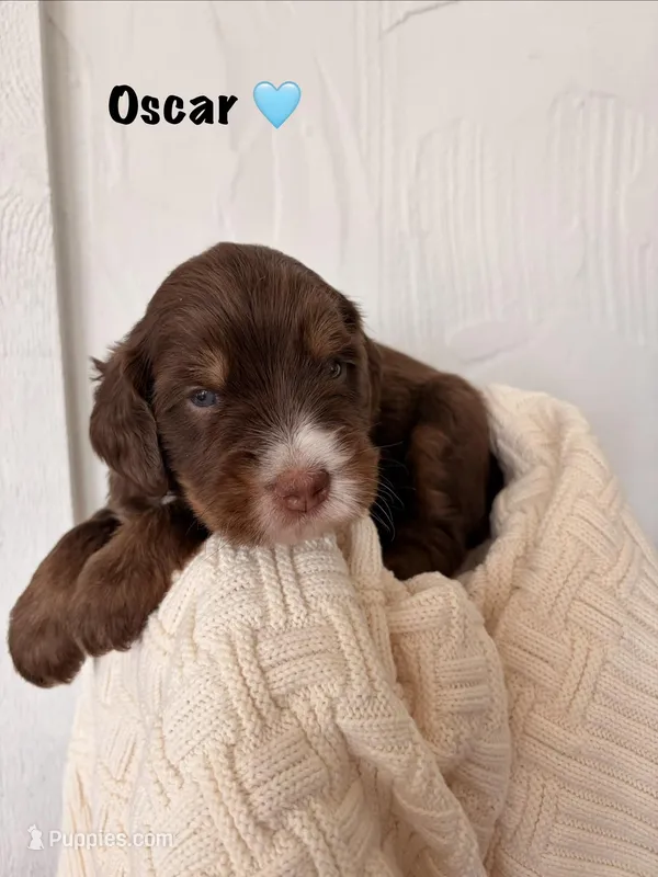 Oscar – Bernedoodle puppy for sale in Dillsboro, IN