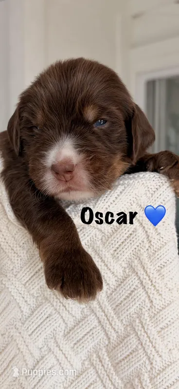 Oscar – Bernedoodle puppy for sale in Dillsboro, IN