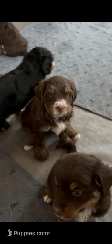 Oscar Choc Tri, a male Bernedoodle for sale in Dillsboro, IN – Photo 1 of 5