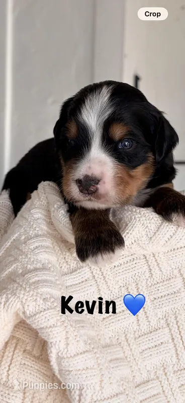 Kevin – Bernedoodle puppy for sale in Dillsboro, IN