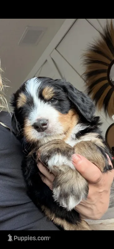 Kevin – Bernedoodle puppy on hold in Dillsboro, IN