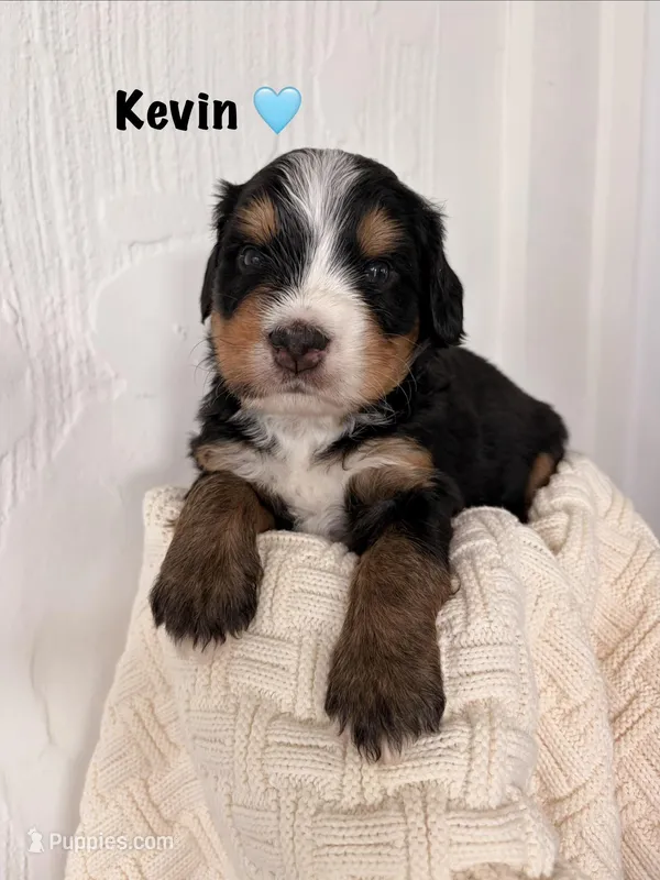 Kevin – Bernedoodle puppy on hold in Dillsboro, IN