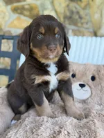 Pam, a female Bernedoodle for sale in Dillsboro, IN – Photo 2 of 4