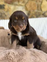 Pam, a female Bernedoodle for sale in Dillsboro, IN – Photo 3 of 4