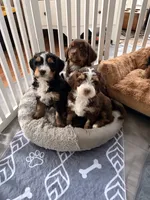 Kevin , a male Bernedoodle for sale in Dillsboro, IN – 6 of 7