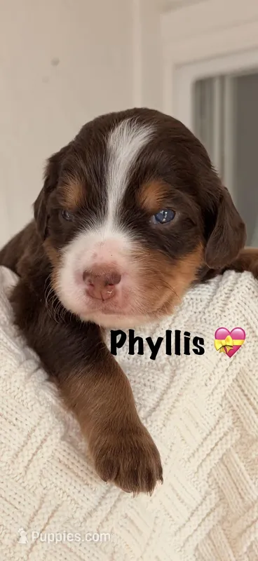 Phyllis  – Bernedoodle puppy for sale in Dillsboro, IN
