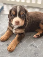 Phyllis Choc Tri , a female Bernedoodle for sale in Dillsboro, IN – Photo 3 of 7