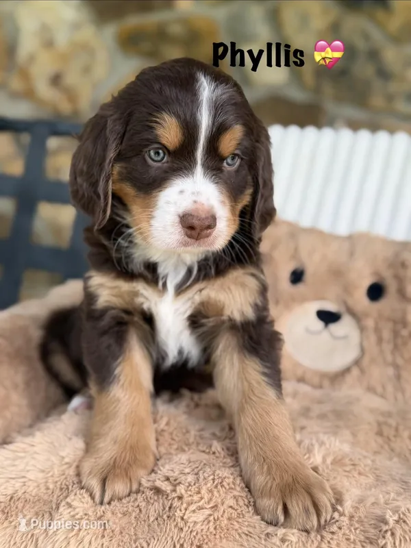 Phyllis Choc Tri  – Bernedoodle puppy for sale in Dillsboro, IN