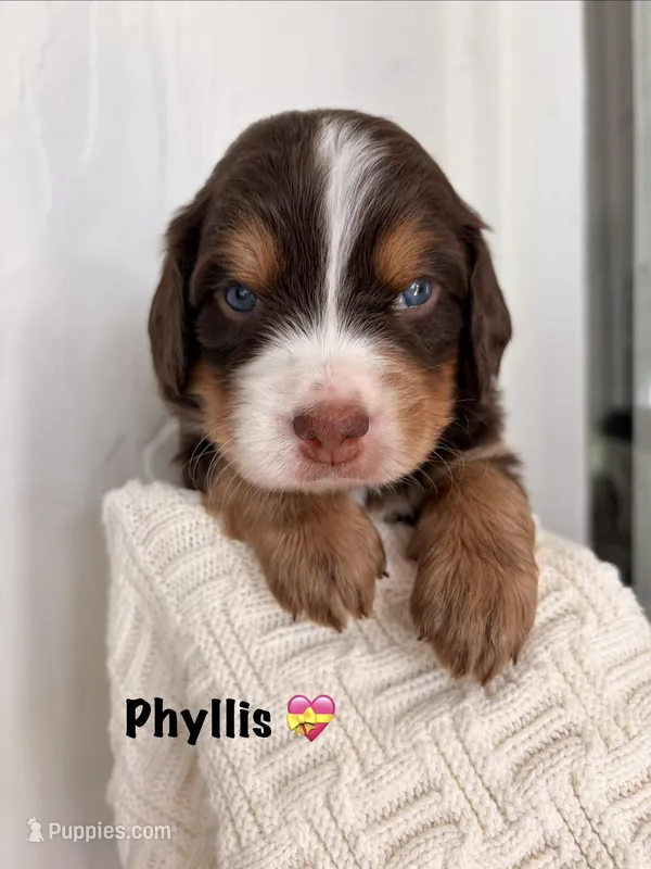 Phyllis  – Bernedoodle puppy for sale in Dillsboro, IN