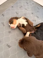 Phyllis , a female Bernedoodle for sale in Dillsboro, IN – Photo 2 of 2