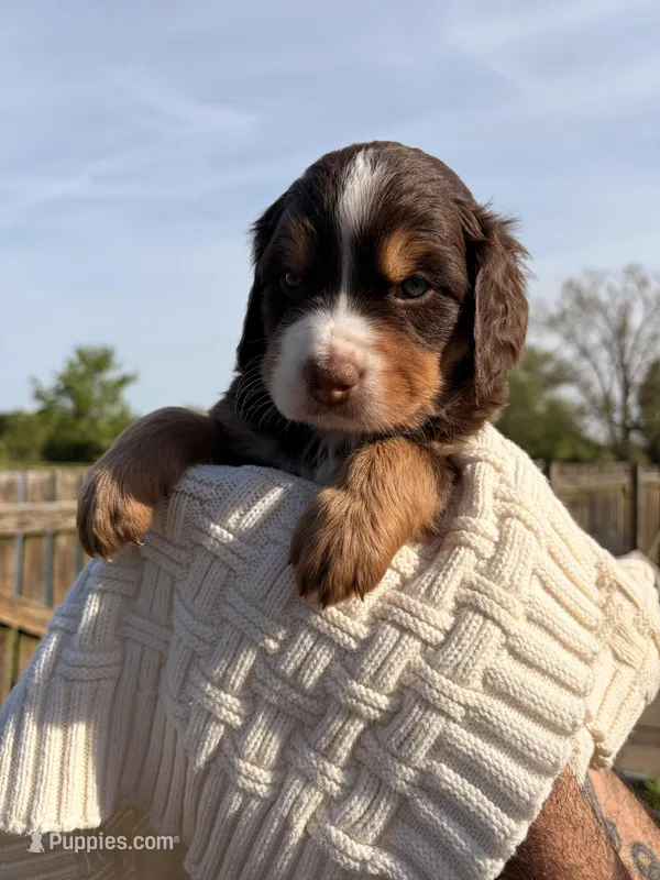 Phyllis  – Bernedoodle puppy for sale in Dillsboro, IN