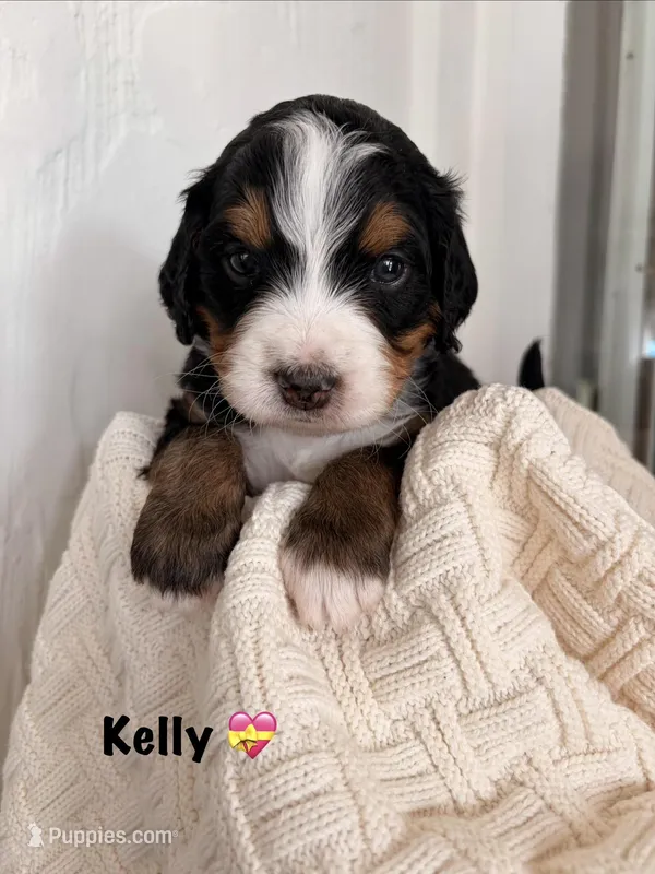 Kelly – Bernedoodle puppy for sale in Dillsboro, IN