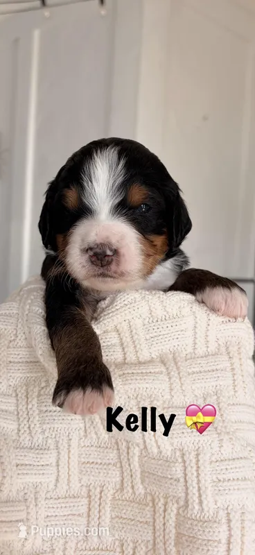 Kelly – Bernedoodle puppy for sale in Dillsboro, IN