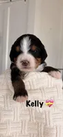 Kelly Tri-Color, a female Bernedoodle for sale in Dillsboro, IN – Photo 5 of 5