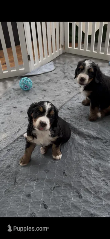 Kelly Tri-Color, a female Bernedoodle for sale in Dillsboro, IN – Photo 1 of 5