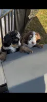 Kevin , a male Bernedoodle for sale in Dillsboro, IN – 5 of 7