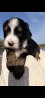 Dwight Tri-Color, a male Bernedoodle for sale in Dillsboro, IN – Photo 4 of 5