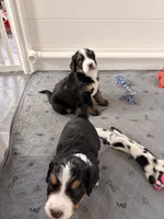 Dwight Tri-Color, a male Bernedoodle for sale in Dillsboro, IN – Photo 3 of 5
