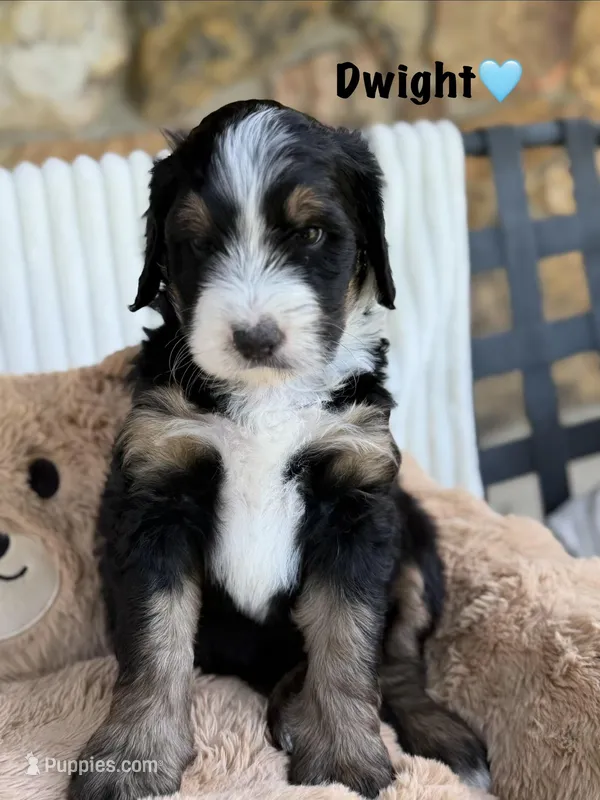 Dwight Tri-Color – Bernedoodle puppy for sale in Dillsboro, IN