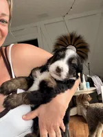 Dwight Tri-Color, a male Bernedoodle for sale in Dillsboro, IN – Photo 2 of 5