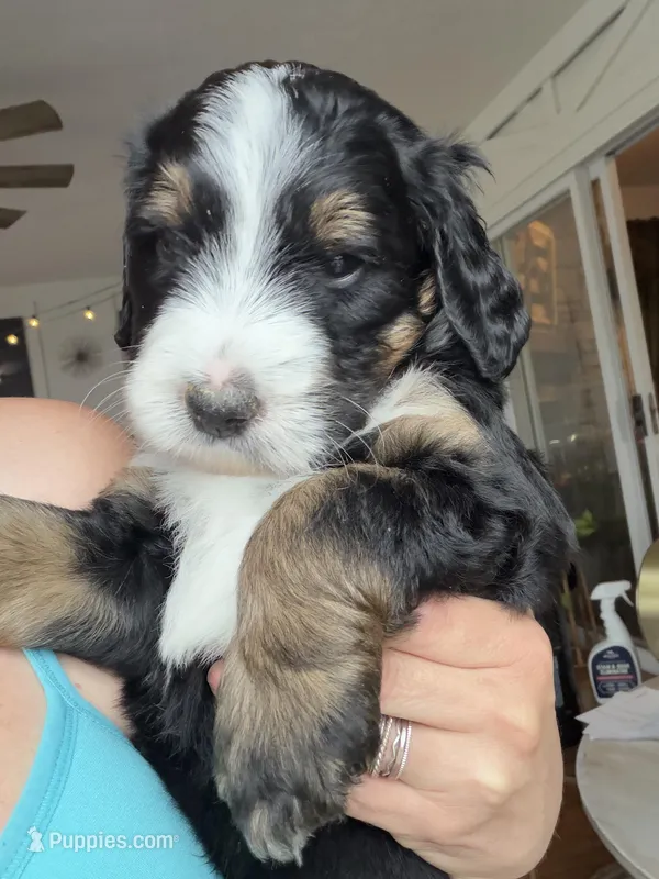 Dwight Tri-Color – Bernedoodle puppy for sale in Dillsboro, IN