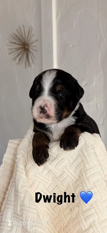 Dwight  – Bernedoodle puppy for sale in Dillsboro, IN