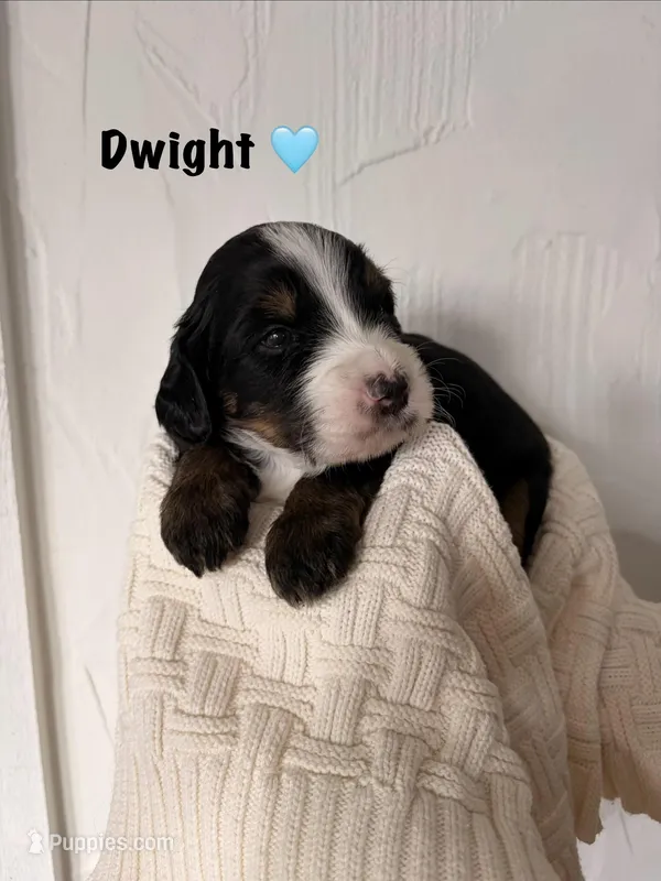 Dwight  – Bernedoodle puppy for sale in Dillsboro, IN