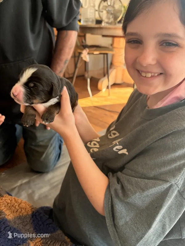 Dwight  – Bernedoodle puppy for sale in Dillsboro, IN