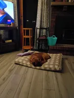 Bailey , a female Boxer and Rottweiler for sale in Ashland, OH – 6 of 6