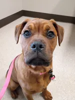 Bailey , a female Boxer and Rottweiler for sale in Ashland, OH – 2 of 6
