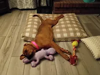Bailey , a female Boxer and Rottweiler for sale in Ashland, OH – 4 of 6