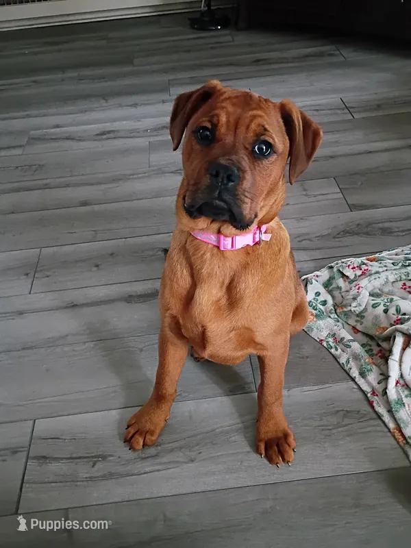 Bailey  – Boxer, Rottweiler puppy for sale in Ashland, OH
