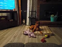 Bailey , a female Boxer and Rottweiler for sale in Ashland, OH – 5 of 6