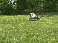 Leo, a male Miniature American Shepherd for sale in Reelsville, IN – 6 of 10