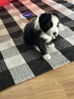 Lucky, a male Miniature American Shepherd for sale in Reelsville, IN – 2 of 3