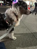 Leo, a male Miniature American Shepherd for sale in Reelsville, IN – 9 of 10
