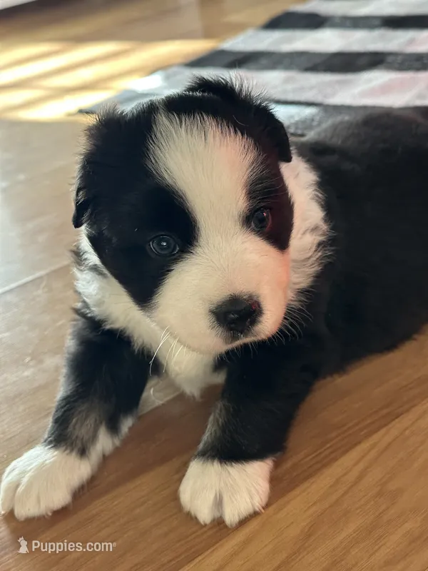 Lucky – Miniature American Shepherd puppy for sale in Reelsville, IN