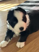 Lucky, a male Miniature American Shepherd for sale in Reelsville, IN – 1 of 3