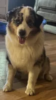 Leo, a male Miniature American Shepherd for sale in Reelsville, IN – 1 of 4