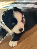 Lucky, a male Miniature American Shepherd for sale in Reelsville, IN – 3 of 3